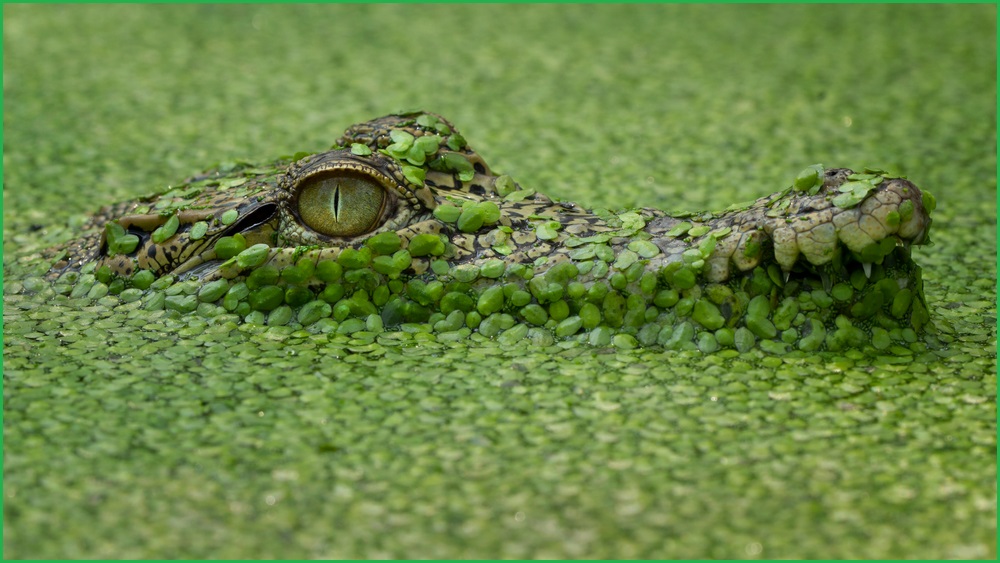 Camouflaged crocodile in green water