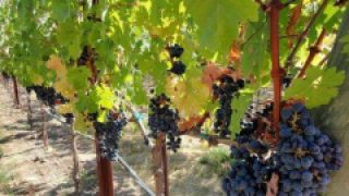 Adelaide students create tech start-up while stuck in a lift