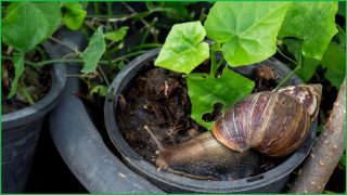 Ports testing AI for biosecurity scanning