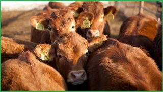 Major meat processor hit by cyber attack