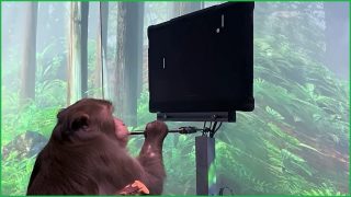 Monkey controls computer with its brain