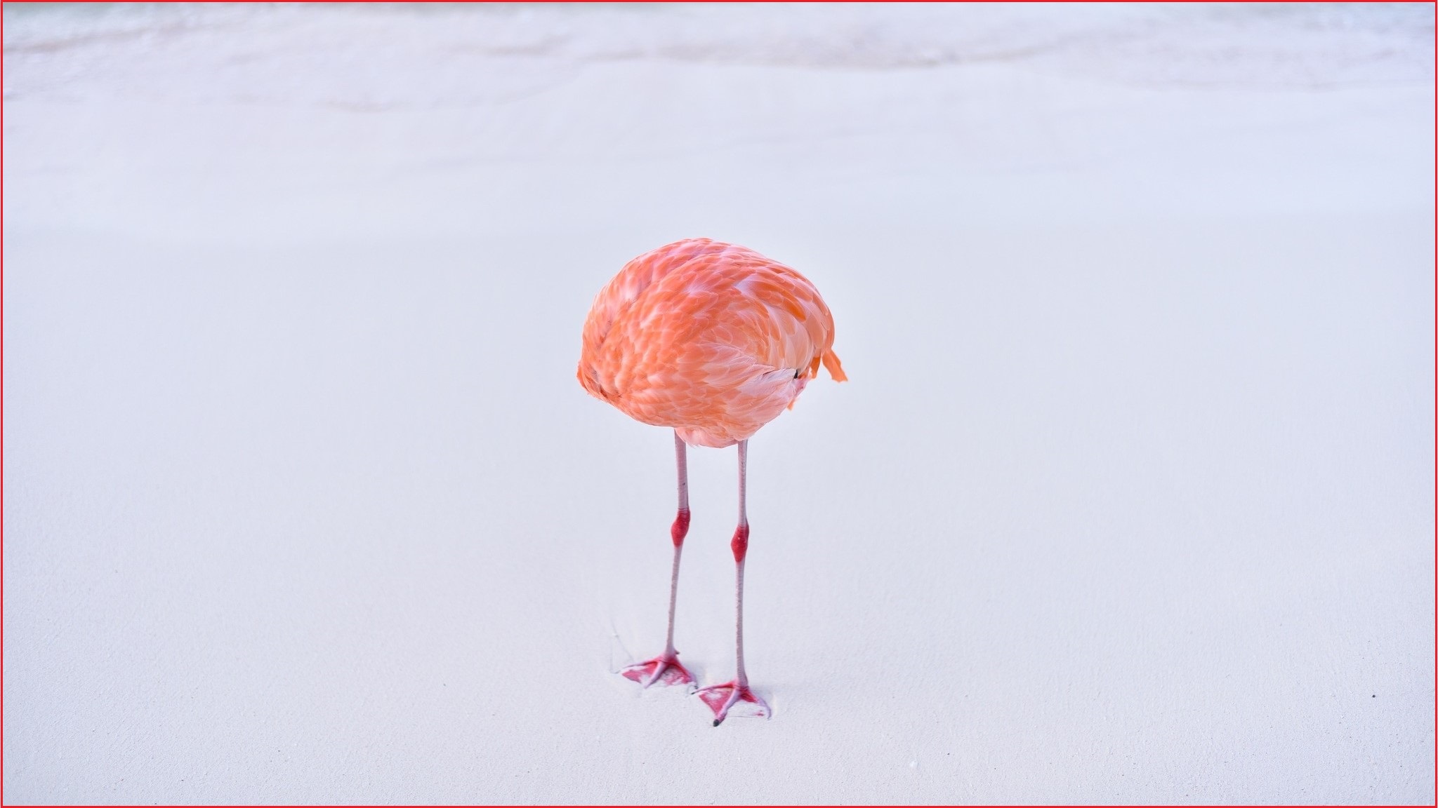 A medium shot of a flamingo standing but hiding its neck and head behind its body.