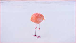 Photographer disqualified after real image wins AI competition