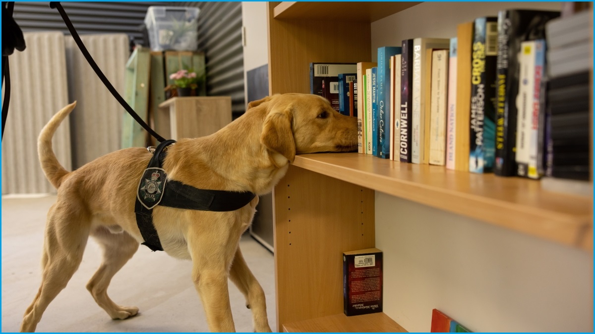 A medium shot of a yellow labrador dog wearing a harness and sniffing books on a bookshelf.