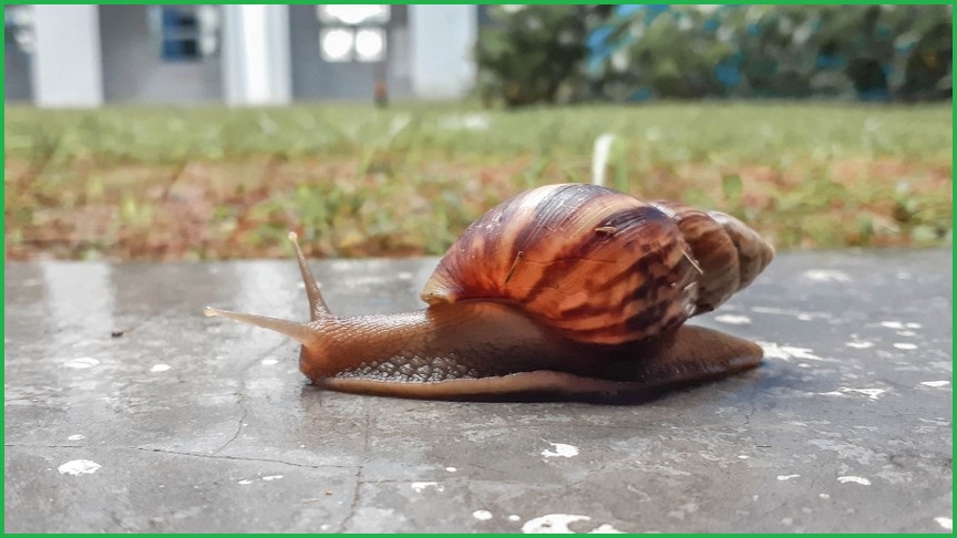 Snail