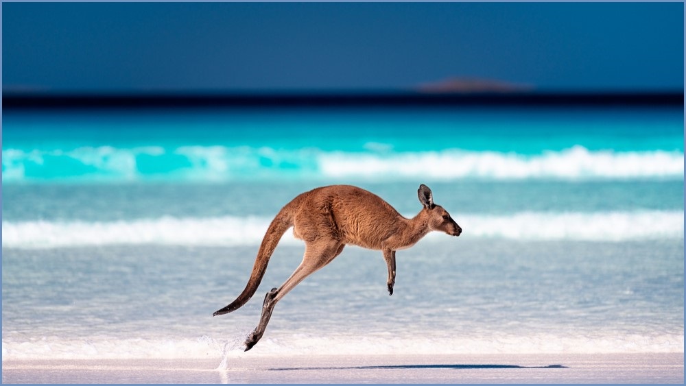 Kangaroo hopping along a beach