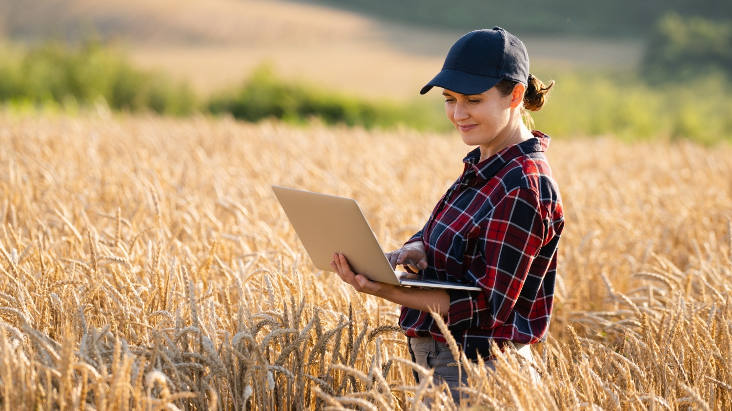 Female farmer standing and using a latop in a wheat field.