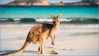 Australia to headhunt top global tech talent