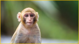 Musk’s Neuralink mutilated monkeys in experiments