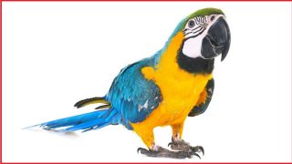 Amazon launches personalised AI voice service