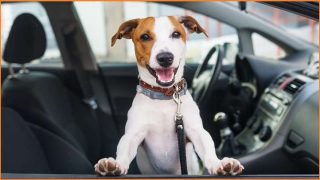 CSIRO working on a smart collar for your pet