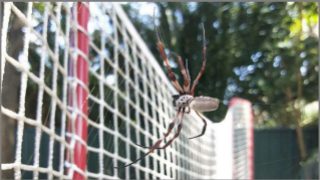 What spider is that?